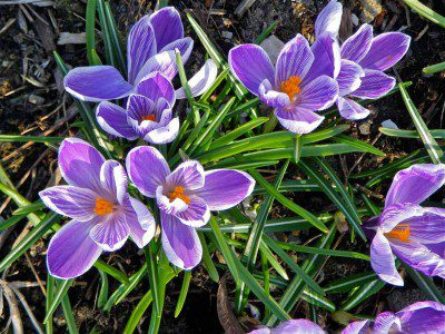 Crocus