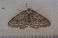 Engrailed