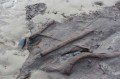 Fossil Forest