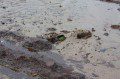 Lost Shoe