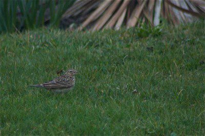 skylark Skylark