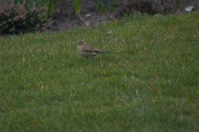 skylark2 Skylark