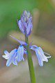 Bluebell