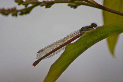 Damsel Fly