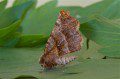 Early Thorn