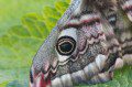 Emperor Moth Wing Detail