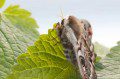 Emperor Moth
