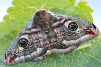 Emperor Moth