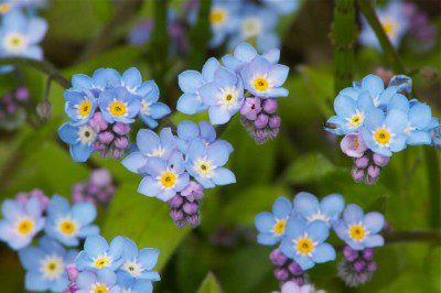 Forget-me-Nots