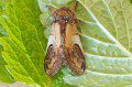 Pebble Prominent