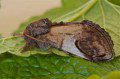 Pebble Prominent