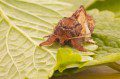 Pebble Prominent