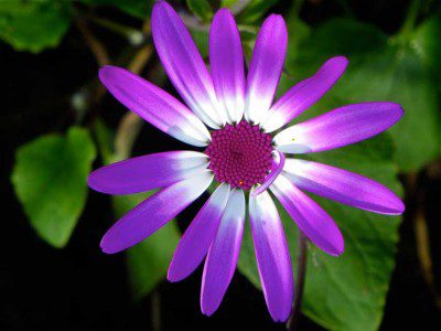 Pericallis