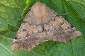 Scalloped Hazel Moth