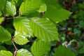 Fresh Spring Leaves