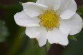 Strawberry Flower
