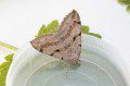 Treble Bar Moth