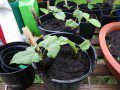 Bean Seedlings