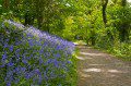 Bluebell Walk