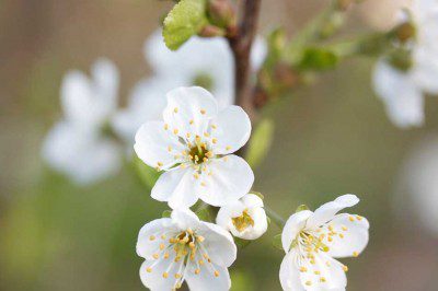 Cherry Blossom