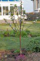 Cherry Tree