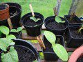 Courgette Seedlings