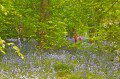 Morgan in a sea of Bluebells