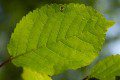 Leaf