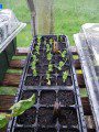 Pea Seedlings