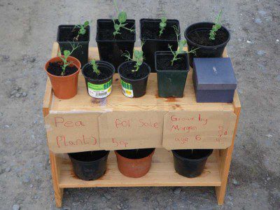 Pea Plants For Sale