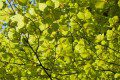 Photosynthesising