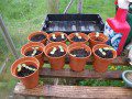 Sunflower Seedlings