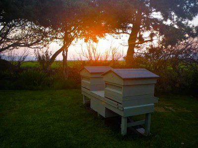 Beehive Sunrise