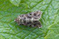 Tawny Shears Moth