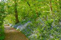 Woodland Walk
