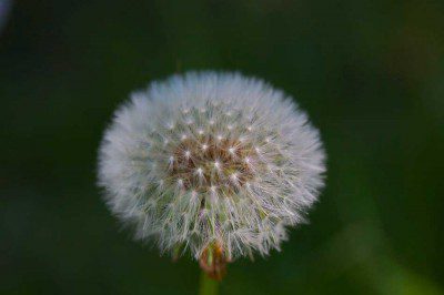 Dandelion Seed Head