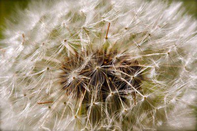 Dandelion Seedhead Macro