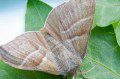Fox Moth