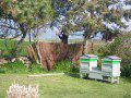 Beehive Windbreak