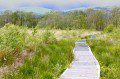 Ynyshir Boardwalk