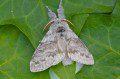 Pale Tussock