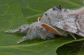 Very furry Pale Tussock