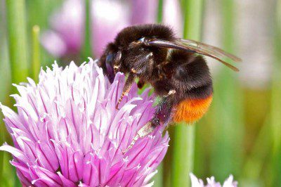 Red Tailed Bumblebee No. 2