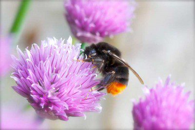 Red Tailed Bumblebee No. 1