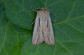 Shoulder-striped Wainscot