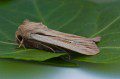 Shoulder-striped Wainscot