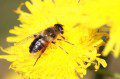 Bee on Dandelion