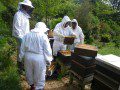 Beekeeping
