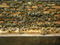 Bees