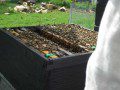 Hive Inspection